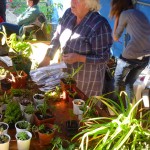 Foire à la Bouture - Une jardinière