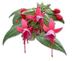 Fuchsias